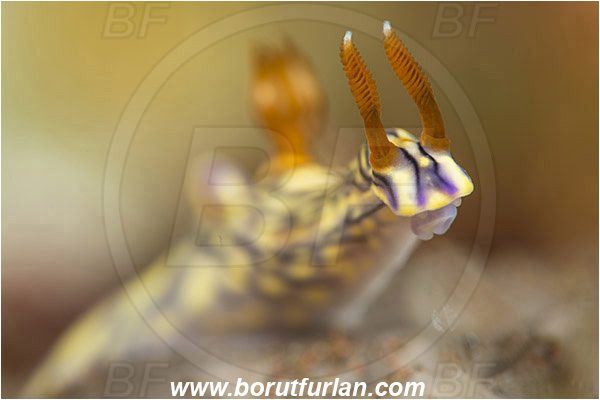 Tulamben, Bali, Indonesia, Hypselodoris nigrostriata, Hypselodoris, Chromodorididae, Black-linned nudribranch, Nudibranch, Sea slug, Gastropoda, Mollusca, Mollusc, Portrait