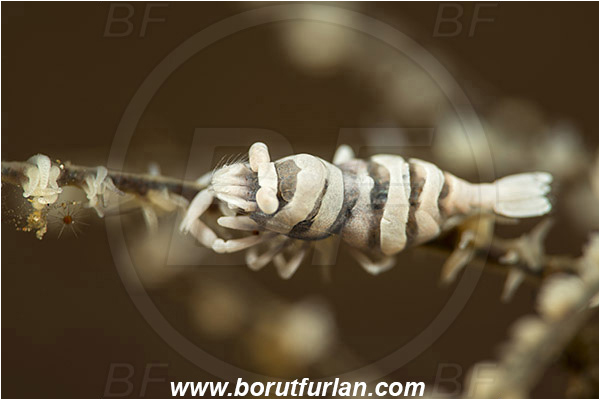Tulamben, Bali, Indonesia, Pontonides unciger, Pontonides, Palaemonidae, Decapoda, Whip Coral Shrimp, Shrimp, Crustacea, Crustacean