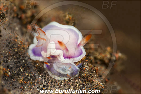 Tulamben, Bali, Indonesia, Hypselodoris bullockii, Hypselodoris, Chromodoridoidea, Purple Nudibranch, Nudibranch, Sea slug, Gastropoda, Mollusca, Mollusc, Juvenile