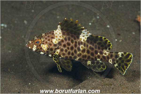 Tulamben, Bali, Indonesia, Epinephelus merra, Epinephelus, Serranidae, Honeycomb grouper, Grouper, Fish, Juvenile
