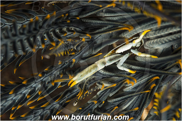 Tulamben, Bali, Indonesia, Allogalathea elegans, Allogalathea, Galatheidae, Decapoda, Crinoid Squat Lobster, Elegant Squat Lobster, Squat lobster, Crustacea, Crustacean