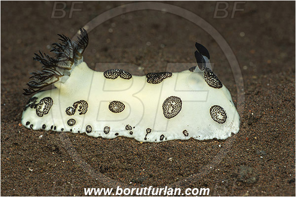Tulamben, Bali, Indonesia, Jorunna funebris, Jorunna, Chromodorididae, Dotted Nudibranch, Nudibranch, Sea slug, Gastropoda, Mollusca, Mollusc