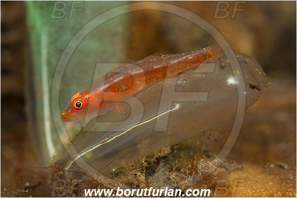 Tulamben, Bali, Indonesia, Trimma sp., Trimma, Pigmy goby, Goby, Gobiidae, Fish