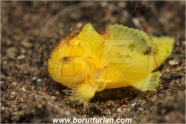 Tulamben, Bali, Indonesia, Antennarius pictus, Antennarius, Antennariidae, Painted frogfish, Frogfish, Fish, Juvenile