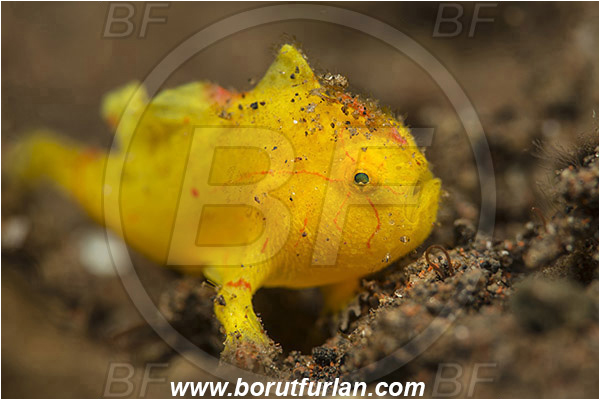 Tulamben, Bali, Indonesia, Antennarius pictus, Antennarius, Antennariidae, Painted frogfish, Frogfish, Fish, Juvenile