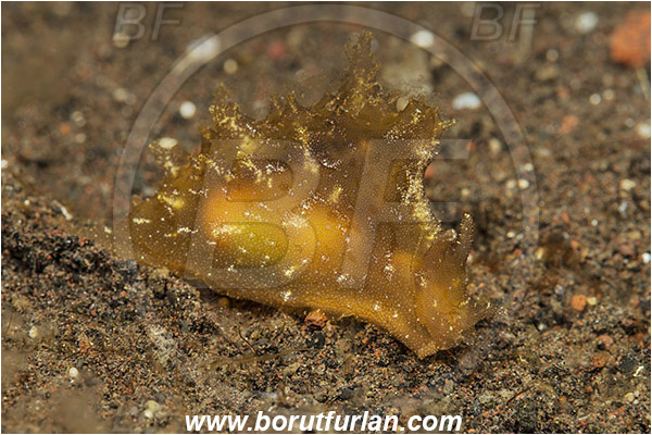 Tulamben, Bali, Indonesia, Aplysia sp., Aplysia, Aplysiidae, Sea hare, Nudibranch, Sea slug, Gastropoda, Mollusca, Mollusc