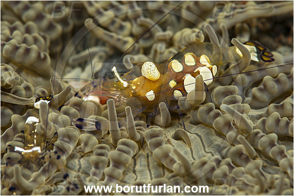 Tulamben, Bali, Indonesia, Ancylocaris brevicarpalis, Ancylocaris, Palaemonidae, Decapoda, Anemone Commensal Shrimp, Shrimp, Crustacea, Crustacean