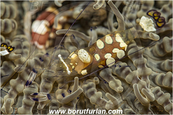 Tulamben, Bali, Indonesia, Periclimenes brevicarpalis, Periclimenes, Palaemonidae, Decapoda, Anemone Commensal Shrimp, Shrimp, Crustacea, Crustacean