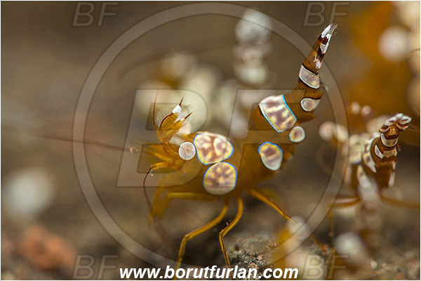 Tulamben, Bali, Indonesia, Thor amboinensis, Thor, Thoridae, Decapoda, Ambonian Shrimp, Shrimp, Crustacea, Crustacean