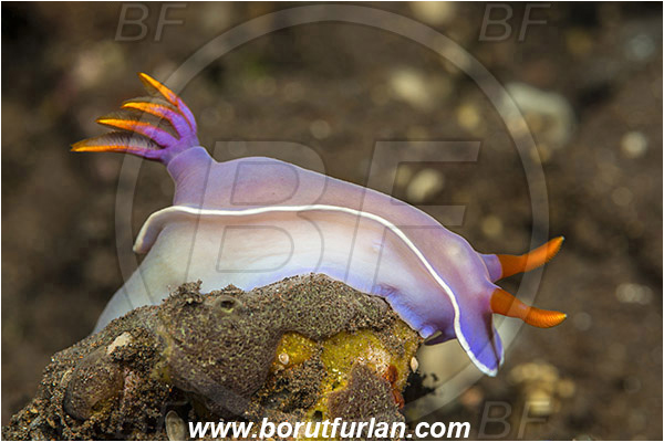 Tulamben, Bali, Indonesia, Hypselodoris bullockii, Hypselodoris, Chromodoridoidea, Purple Nudibranch, Nudibranch, Sea slug, Gastropoda, Mollusca, Mollusc
