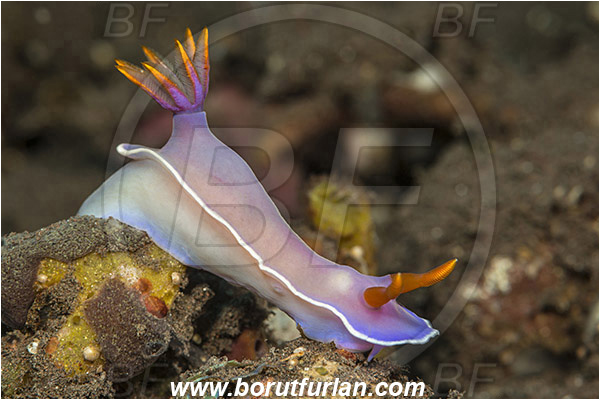 Tulamben, Bali, Indonesia, Hypselodoris bullockii, Hypselodoris, Chromodoridoidea, Purple Nudibranch, Nudibranch, Sea slug, Gastropoda, Mollusca, Mollusc