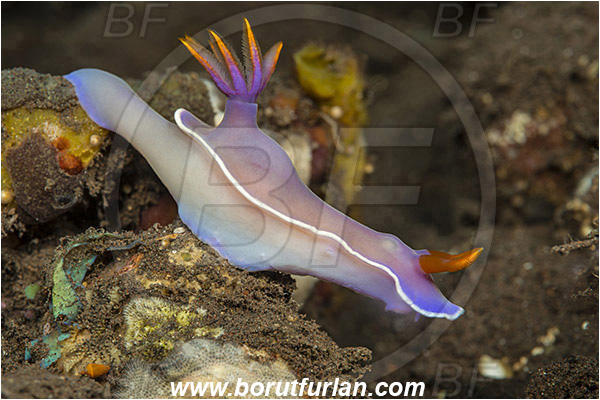 Tulamben, Bali, Indonesia, Hypselodoris bullockii, Hypselodoris, Chromodoridoidea, Purple Nudibranch, Nudibranch, Sea slug, Gastropoda, Mollusca, Mollusc