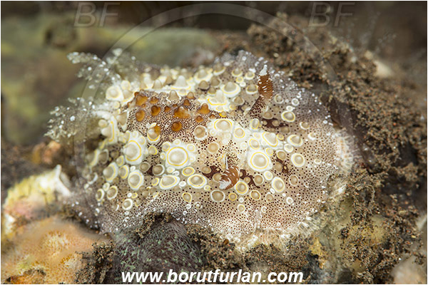 Tulamben, Bali, Indonesia, Carminodoris nodulosa, Carminodoris, Discodorididae, Dorid nudibranch, Nudibranch, Sea slug, Gastropoda, Mollusca, Mollusc