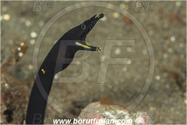 Tulamben, Bali, Indonesia, Rhinomuraena quaesita, Rhinomuraena, Muraenidae, Ribbon eel, Ribbon moray, Moray, Fish, Portrait, Juvenile