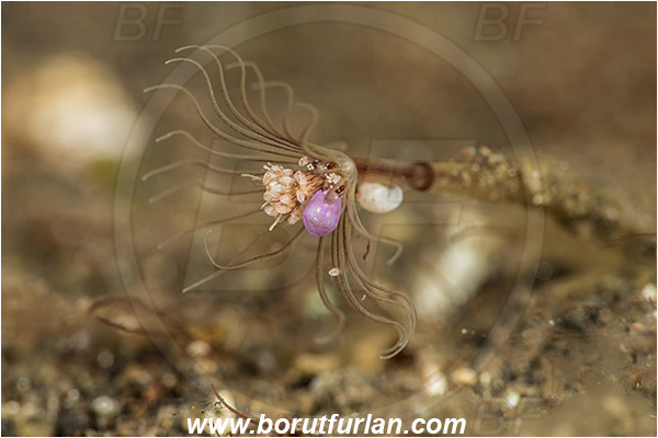 Tulamben, Bali, Indonesia, Hydrozoa, Cnidaria, Cnidarian, Hydroid, Amphipoda, Crustacea, Crustacean, Unidentified