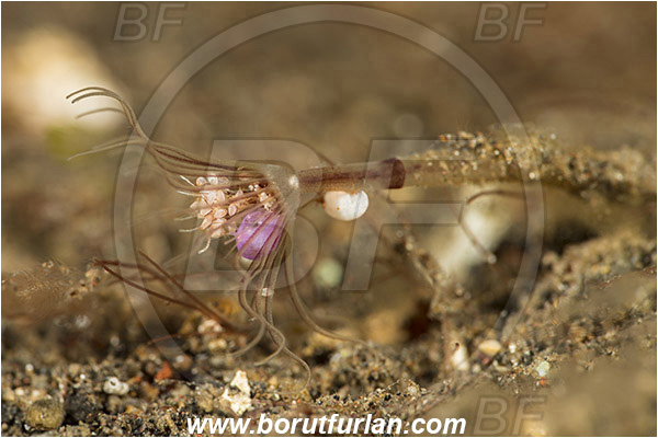 Tulamben, Bali, Indonesia, Hydrozoa, Cnidaria, Cnidarian, Hydroid, Amphipoda, Crustacea, Crustacean, Unidentified