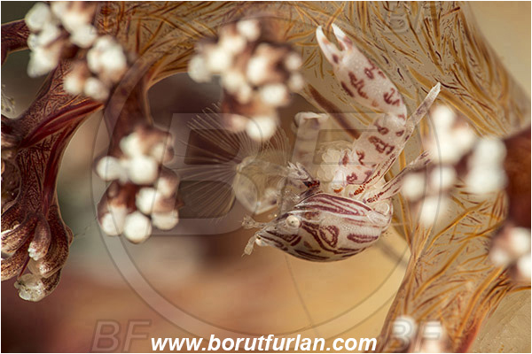Tulamben, Bali, Indonesia, Porcellanella triloba, Porcellanella, Porcellanidae, Decapoda, Painted porcelain crab, Sea pen crab, Porcelain crab, Crab, Crustacea, Crustacean, Feeding
