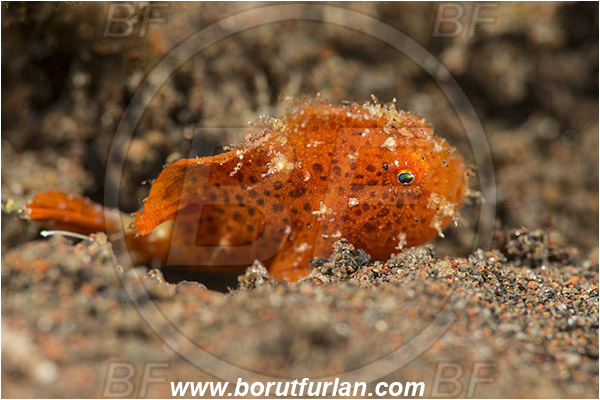 Tulamben, Bali, Indonesia, Antennarius pictus, Antennarius, Antennariidae, Painted frogfish, Frogfish, Fish, Juvenile