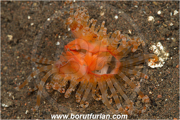 Tulamben, Bali, Indonesia, Limaria sp., Limaria, Limidae, Bivalvia, Mollusca, Mollusc, File Shell, Shell