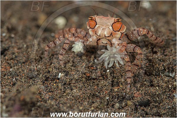 Tulamben, Bali, Indonesia, Lybia tessellata, Lybia, Xanthidae, Decapoda, Mosaic Boxer Crab, Boxer Crab, Crab, Crustacea, Crustacean
