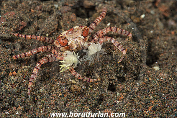 Tulamben, Bali, Indonesia, Lybia tessellata, Lybia, Xanthidae, Decapoda, Mosaic Boxer Crab, Boxer Crab, Crab, Crustacea, Crustacean