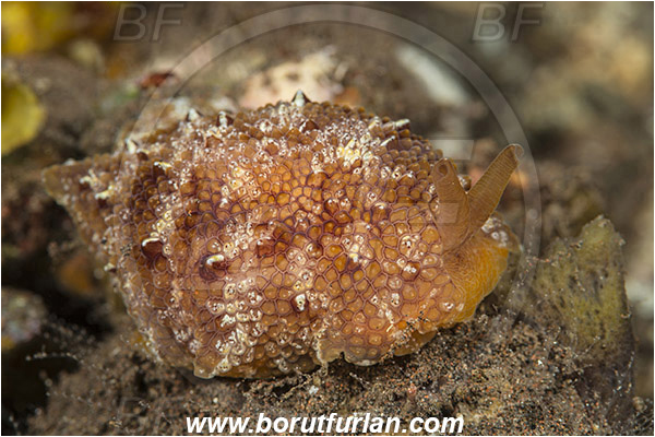 Tulamben, Bali, Indonesia, Pleurobranchus sp., Pleurobranchus, Pleurobranchidae, Side-gilled sea slug, Nudibranch, Sea slug, Gastropoda, Mollusca, Mollusc