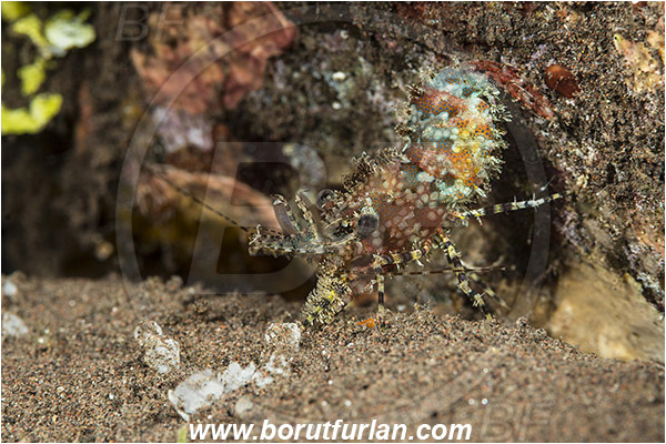 Tulamben, Bali, Indonesia, Saron marmoratus, Saron, Hippolytidae, Marbled shrimp, Shrimp, Decapoda, Crustacea, Crustacean