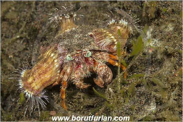 Tulamben, Bali, Indonesia, Dardanus pedunculatus, Dardanus, Diogenidae, Anemone Hermit Crab, Hermit Crab, Decapoda, Crustacea, Crustacean