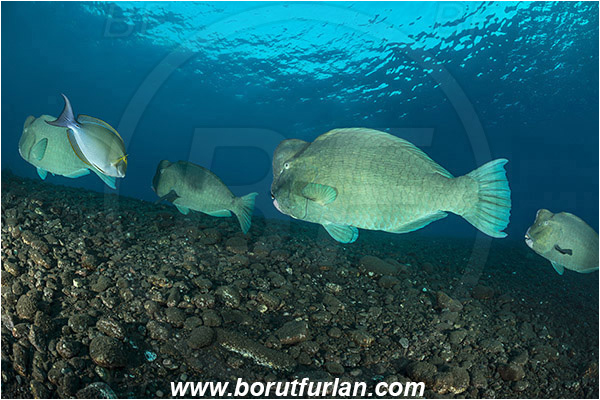 Tulamben, Bali, Indonesia, Bolbometopon muricatum, Bolbometopon, Scaridae, Bumphead Parrotfish, Parrotfish, Fish, Fish school, Reef