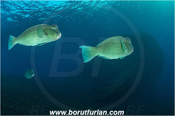 Tulamben, Bali, Indonesia, Liberty wreck, Bolbometopon muricatum, Bolbometopon, Scaridae, Bumphead Parrotfish, Parrotfish, Fish, Reef