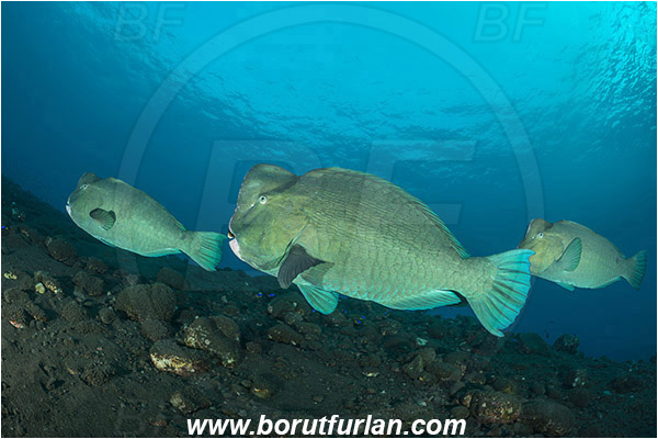 Tulamben, Bali, Indonesia, Bolbometopon muricatum, Bolbometopon, Scaridae, Bumphead Parrotfish, Parrotfish, Fish, Fish school, Reef
