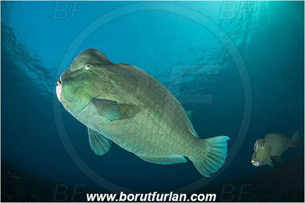 Tulamben, Bali, Indonesia, Bolbometopon muricatum, Bolbometopon, Scaridae, Bumphead Parrotfish, Parrotfish, Fish