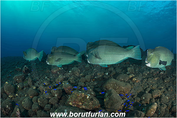 Tulamben, Bali, Indonesia, Bolbometopon muricatum, Bolbometopon, Scaridae, Bumphead Parrotfish, Parrotfish, Fish, Fish school, Reef
