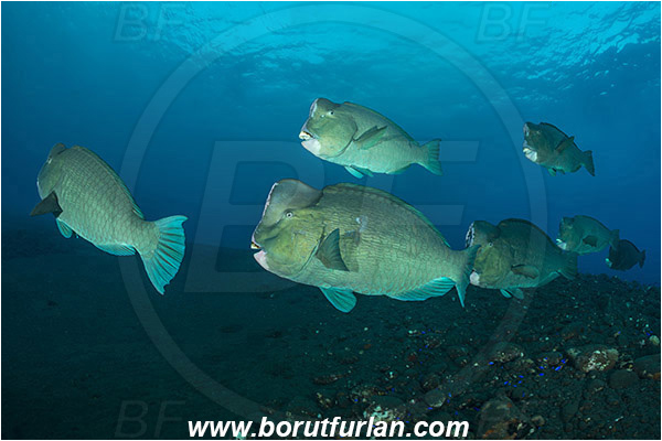 Tulamben, Bali, Indonesia, Bolbometopon muricatum, Bolbometopon, Scaridae, Bumphead Parrotfish, Parrotfish, Fish, Fish school, Reef