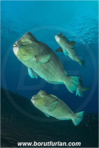 Tulamben, Bali, Indonesia, Bolbometopon muricatum, Bolbometopon, Scaridae, Bumphead Parrotfish, Parrotfish, Fish, Fish school, Reef