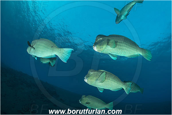 Tulamben, Bali, Indonesia, Bolbometopon muricatum, Bolbometopon, Scaridae, Bumphead Parrotfish, Parrotfish, Fish, Fish school, Reef