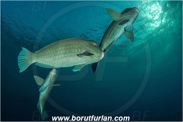 Tulamben, Bali, Indonesia, Bolbometopon muricatum, Bolbometopon, Scaridae, Bumphead Parrotfish, Parrotfish, Fish, Fish school