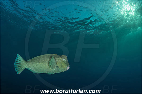Tulamben, Bali, Indonesia, Bolbometopon muricatum, Bolbometopon, Scaridae, Bumphead Parrotfish, Parrotfish, Fish