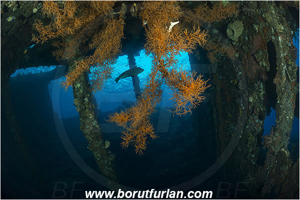 Tulamben, Bali, Indonesia, Liberty wreck, Bolbometopon muricatum, Bolbometopon, Scaridae, Bumphead Parrotfish, Parrotfish, Fish, Reef