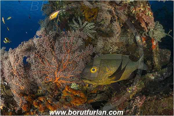 Tulamben, Bali, Indonesia, Liberty wreck, Siphonogorgia sp., Siphonogorgia, Nidaliidae, Sea fan, Coral, Cnidaria, Cnidarian, Macolor macularis, Macolor, Lutjanidae, Midnight Snapper, Snapper, Fish, Reef