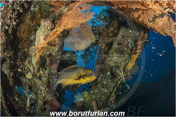 Tulamben, Bali, Indonesia, Liberty wreck, Macolor macularis, Macolor, Lutjanidae, Midnight Snapper, Snapper, Fish, Reef