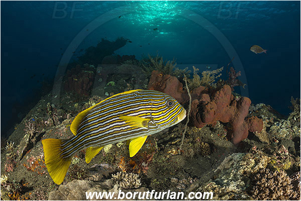 Tulamben, Bali, Indonesia, Liberty wreck, Plectorhinchus polytaenia, Plectorhinchus, Haemulidae, Ribboned sweetlips, Yellow-ribbon sweetlips, Sweetlips, Fish, Reef
