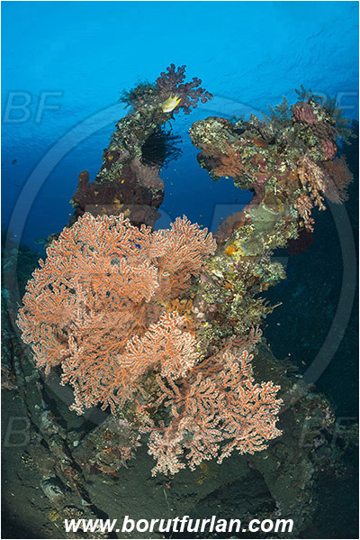 Tulamben, Bali, Indonesia, Liberty wreck, Acabaria sp., Acabaria, Melithaeidae, Sea fan, Coral, Cnidaria, Cnidarian, Reef