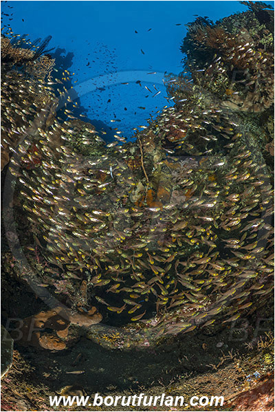 Tulamben, Bali, Indonesia, Liberty wreck, Parapriacanthus ransonneti, Parapriacanthus, Pempheridae, Glassfish, Glassy sweeper, Sweeper, Fish, Fish school, Reef