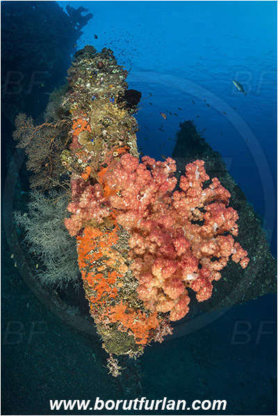 Tulamben, Bali, Indonesia, Liberty wreck, Dendronephthya sp., Dendronephthya, Nephtheidae, Soft coral, Coral, Anthozoa, Cnidaria, Cnidarian, Reef