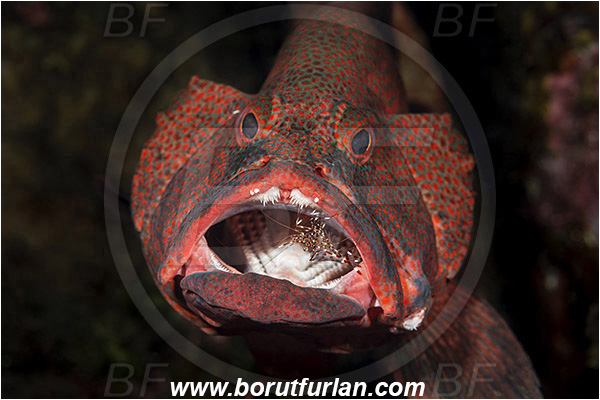 Tulamben, Bali, Indonesia, Cephalopholis sonnerati, Cephalopholis, Serranidae, Tomato hind, Grouper, Fish, Portrait, Urocaridella antonbruunii, Urocaridella, Palaemonidae, Decapoda, Cleaner Shrimp, Shrimp, Crustacea, Crustacean, Cleaning