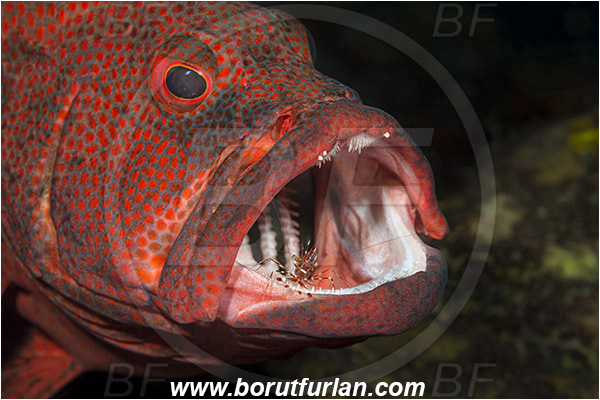 Tulamben, Bali, Indonesia, Cephalopholis sonnerati, Cephalopholis, Serranidae, Tomato hind, Grouper, Fish, Portrait, Urocaridella antonbruunii, Urocaridella, Palaemonidae, Decapoda, Cleaner Shrimp, Shrimp, Crustacea, Crustacean, Cleaning