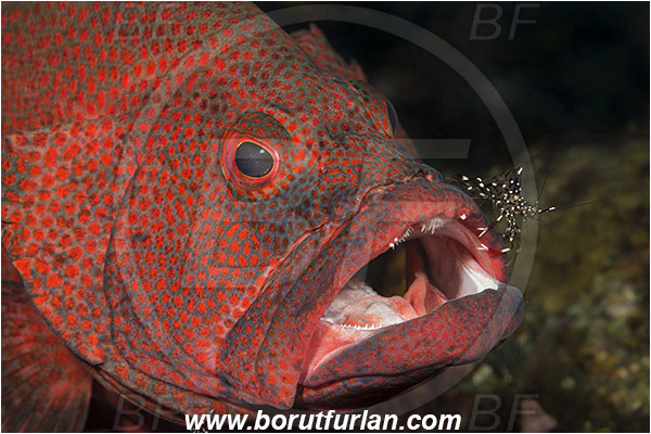 Tulamben, Bali, Indonesia, Cephalopholis sonnerati, Cephalopholis, Serranidae, Tomato hind, Grouper, Fish, Portrait, Urocaridella antonbruunii, Urocaridella, Palaemonidae, Decapoda, Cleaner Shrimp, Shrimp, Crustacea, Crustacean, Cleaning