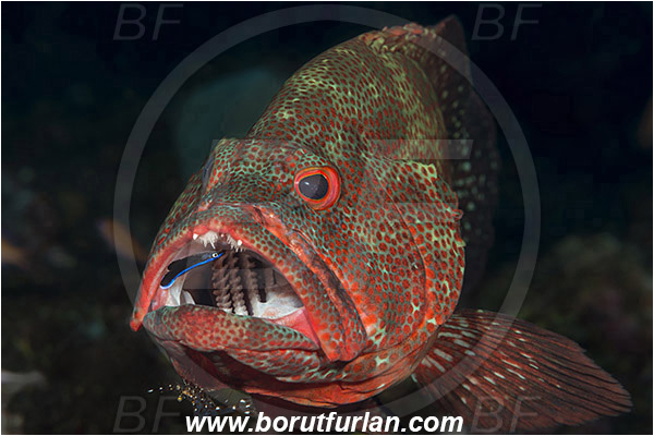 Tulamben, Bali, Indonesia, Cephalopholis sonnerati, Cephalopholis, Serranidae, Tomato hind, Grouper, Fish, Portrait, Urocaridella antonbruunii, Urocaridella, Palaemonidae, Decapoda, Cleaner Shrimp, Shrimp, Crustacea, Crustacean, Labroides dimidiatus, Labroides, Labridae, Cleaner Wrasse, Wrasse, Cleaning