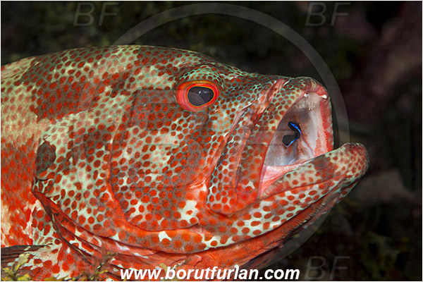 Tulamben, Bali, Indonesia, Cephalopholis sonnerati, Cephalopholis, Serranidae, Tomato hind, Grouper, Fish, Portrait, Labroides dimidiatus, Labroides, Labridae, Cleaner Wrasse, Wrasse, Cleaning